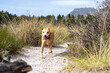 © Wirestock - a yellow dog walking along a trail with bushes in the background