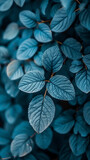 Fototapeta Tulipany - A close up of a leaf with a blue hue