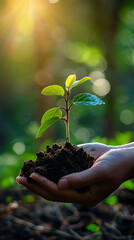 Wall Mural - Hand holding young plant and soil on blurred green nature background and soft sunlight eco earth day and world environment day concept, Planting trees for a sustainability, world earth day