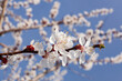 Springtime orchard. Blooming apricot twig without bees, against the blue sky. Close-up.