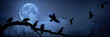 Silhouettes in the Moonlight: An Appreciation of Nocturnal Birds in their Natural Habitat