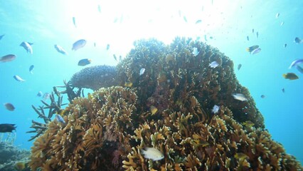 Wall Mural - Healthy marine ecosystem with reef fish school above coral reef in the Pacific Ocean