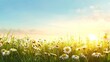 Beautiful summer natural background with white yellow daisies, cloves and dandelions in the grass against the morning dawn. Ultra-wide panoramic landscape, banner format. ,Generative ai, 