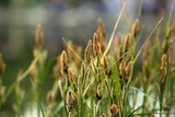 Fototapeta Paryż - reeds in the wind