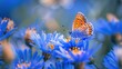 Butterfly Flower Image. Beautiful butterfly on a blue flower.. this photo contains a beautiful butterfly with wings sitting on a blue flower.a nice, cute and newest natural photo of a flower.  , 