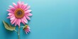 photo of pink sunflower, blue center, copy space, solid background 