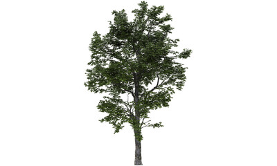 tree isolated on white backgorund. nature and plant collection.