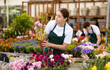 Young woman sales assistant in flower shop gets acquainted with assortment and carefully examines Levkoy plant