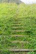 雑草で覆われた階段道
