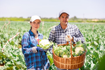 Wall Mural - Portrait of positive man and woman plantation workers holding wicker basket full of cauliflowers.