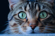 closeup of tabby cat face. fauna background