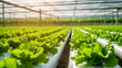 © Nittaya - A modern greenhouse filled with rows of hydroponically grown lettuce, copy space, photo shot, day light