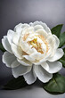 White peony flower on silver background