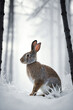 Rabbit in the winter forest.