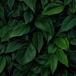 texture latte green leaves, background, dark green leaves, green leaves, green leaves background, green leaves background