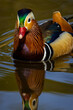 Mandarin duck in Richmond park in London