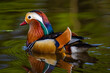 Mandarin duck in Richmond park in London