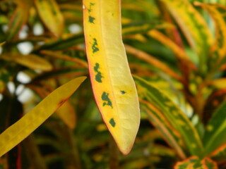 close-up photo of green plants growing wild in tropical mountain areas