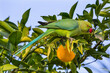 Green Rose Ringed Ring Necked Parrot Orange Tree Galilee Israel