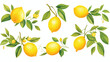 Watercolor illustration of citrus set. Yellow lemon