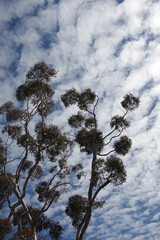 Wall Mural - Tall eucalyptus tree under vivid cloud sky