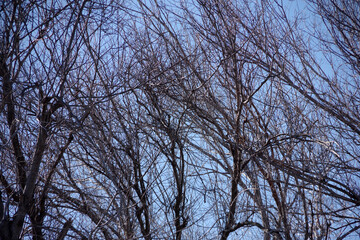 Wall Mural - Bare trees under winter sky