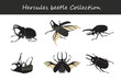 hercules beetle collection. Vector illustration. Isolated on white background.
