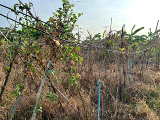 Sticker - dry grass in the forest