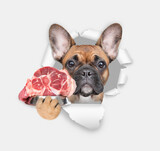 Fototapeta Psy - French bulldog puppy holds bowl of raw meat and looks through the hole in white paper