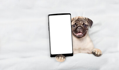 Fototapete - Pug puppy lying on a bed at home and showing big smartphone with white blank screen in it paw. Top down view. Empty space for text