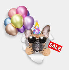 Poster - Funny French Bulldog wearing sunglasses and party cap looks through a hole in white paper, holding balloons and showing signboard with labeled 
