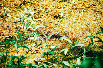 Poster - The summer landscape of Hillsborough river and Lettuce park at Tampa, Florida	
