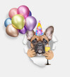 Cute French bulldog puppy wearing party cap holding colorful balloons and glass of champagne and looking through the hole in white paper