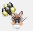 Cute French bulldog puppy holding black and golden ot yellow balloons, looking through the hole in white paper and pointing away on empty space