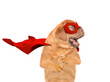 Funny Mastiff puppy wearing superhero costume looking away on empty space. Isolated on white background