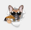French bulldog puppy wearing sunglasses looks through the hole in white paper and holds bowl of dry food