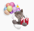 Cute kitten wearing party cap holding balloons and gift box looking through the hole in white paper