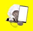 Cute cat wearing chef's hat looks through a hole in yellow paper, holds empty bowl and shows smartphone with white blank screen in it paw, Empty free space for mock up, banner
