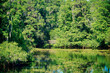 The summer landscape of Hillsborough river and Lettuce park at Tampa, Florida	
