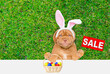Smiling Mastiff puppy wearing easter rabbits ears holds basket of painted easter eggs and shows signboard with labeled 