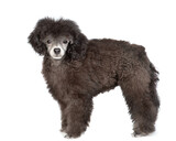 Fototapeta Psy - Black poodle posing in side view and looking at camera. Isolated on white background