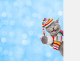 Fototapeta Psy - Smiling kitten wearing warm winter knitted woolen hat with pompon and scarf holds snowball behind empty white banner. Blurred blue background
