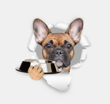 Fototapeta Psy - French bulldog puppy looks through the hole in white paper and holds empty bowl