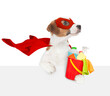 Happy jack russell terrier puppy wearing superhero costume holds bucket with washing fluids above empty white banner. Isolated on white background