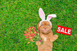 Smiling Mastiff puppy wearing easter rabbits ears holds bouquet of tulips and shows signboard with labeled 