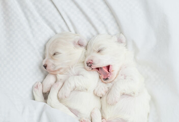 Wall Mural - Two tiny white Lapdog puppies sleep under warm white blanket on a bed at home. Top down view