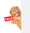 Happy Mastiff puppy with funny big teeth shows signboard with labeled 
