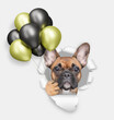 Cute French bulldog puppy holding black and golden ot yellow balloons looking through the hole in white paper