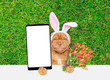 Smiling Mastiff puppy wearing easter rabbits ears holds bouquet of tulips and holds big smartphone with white blank screen in it paw above empty white banner.  Empty space for text