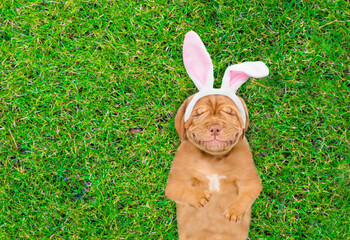 Aufkleber - Smiling Mastiff puppy wearing easter rabbits ears dreaming on on summer green grass. Top down view. Empty space for text